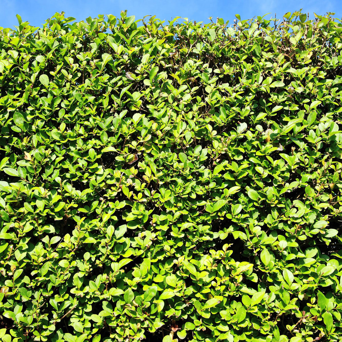 Ligustrum ovalifolium - 6 planten - 1 strekkende meter - Forestbloom