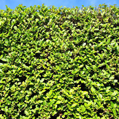 Ligustrum ovalifolium - 6 planten - 1 strekkende meter - Forestbloom