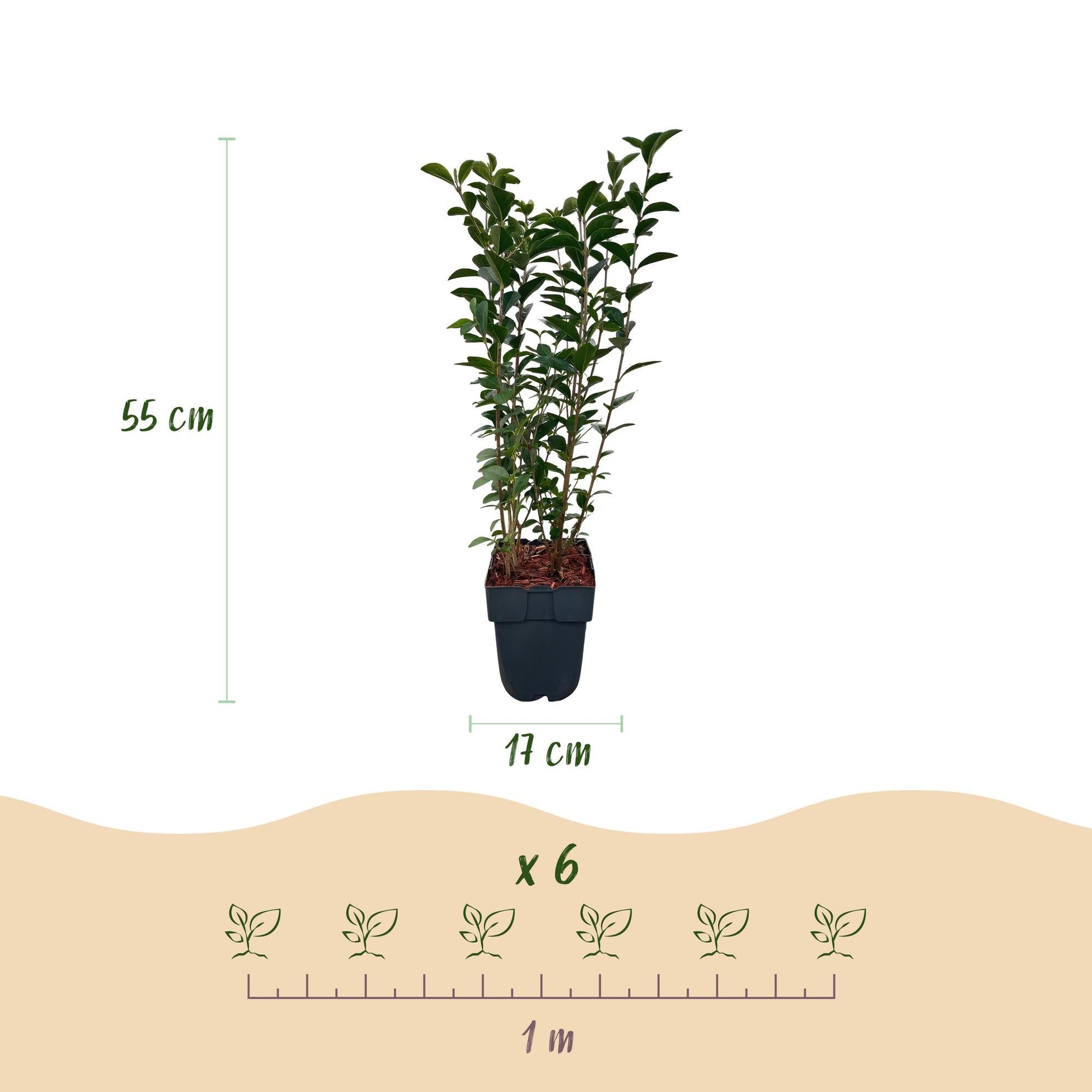 Ligustrum ovalifolium - 6 planten - 1 strekkende meter - Forestbloom