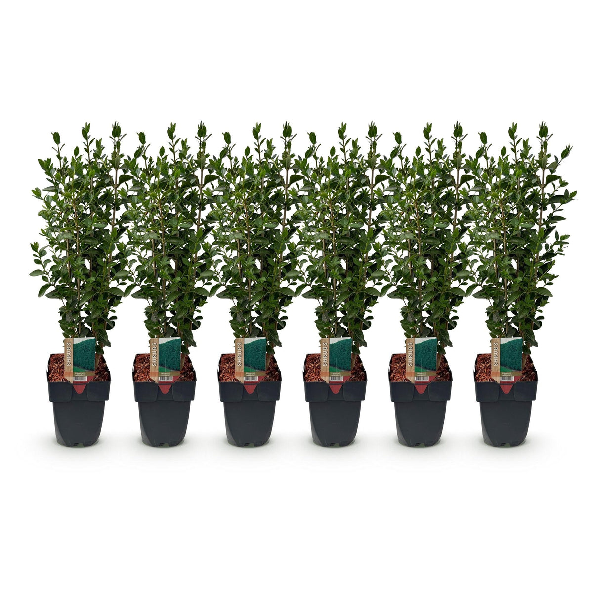 Ligustrum ovalifolium - 6 planten - 1 strekkende meter - Forestbloom