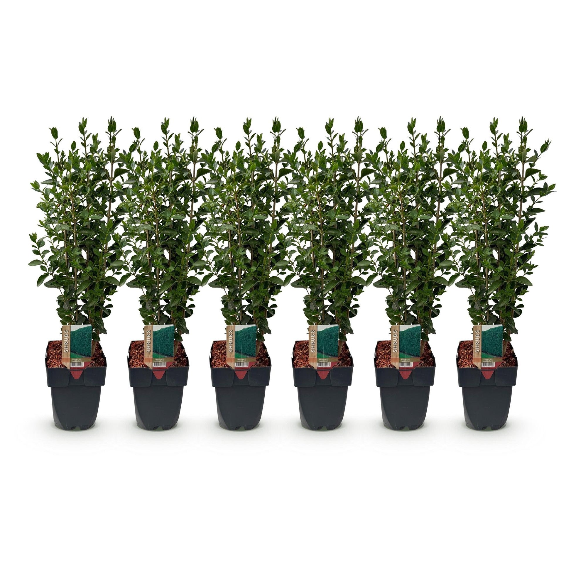 Ligustrum ovalifolium - 6 planten - 1 strekkende meter - Forestbloom