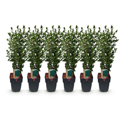 Ligustrum ovalifolium - 6 planten - 1 strekkende meter - Forestbloom