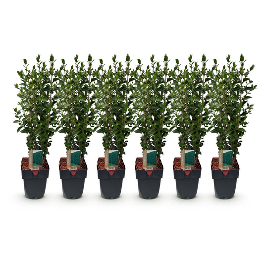 Ligustrum ovalifolium - 6 planten - 1 strekkende meter - Forestbloom