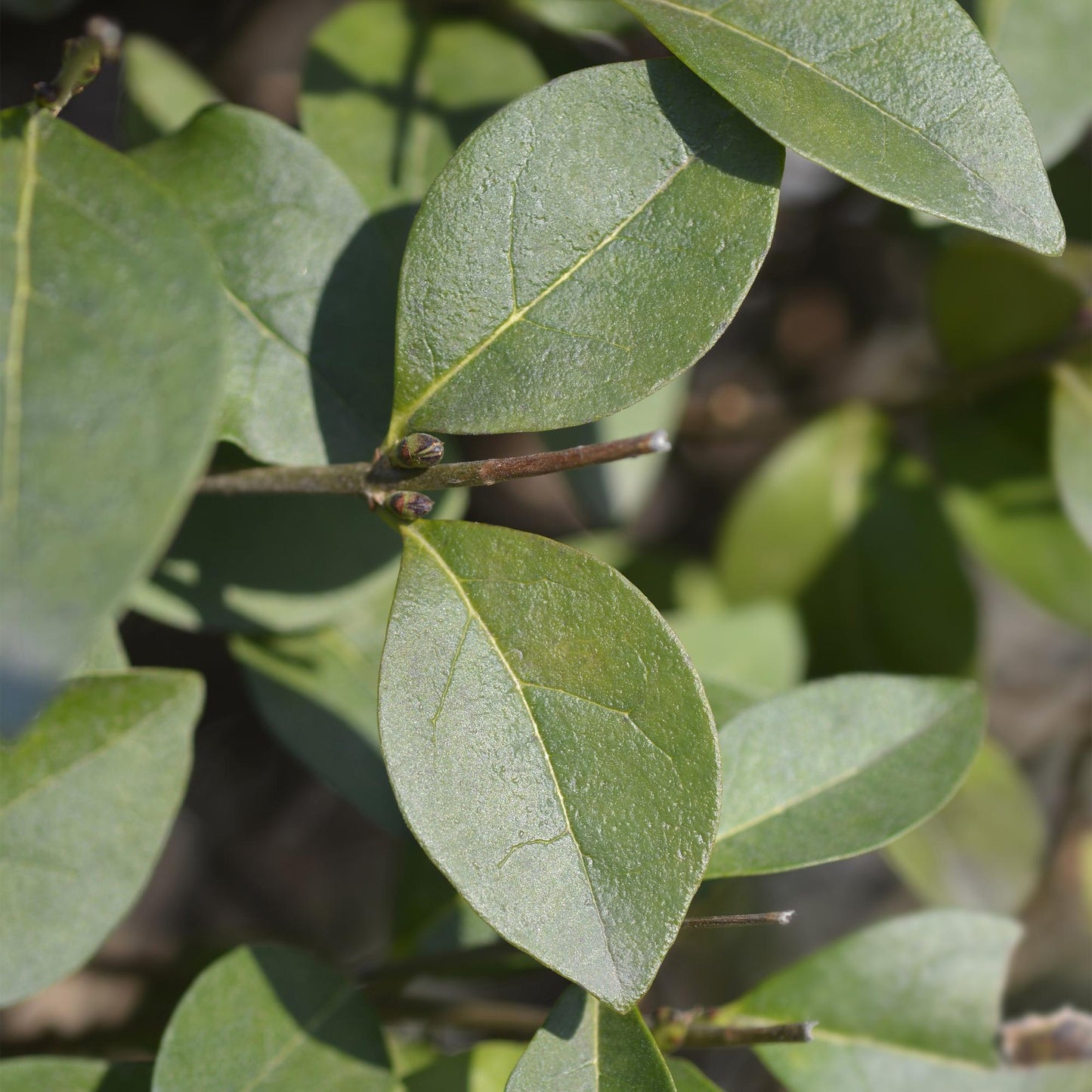 Ligustrum ovalifolium - 8 planten - 1 strekkende meter - Forestbloom