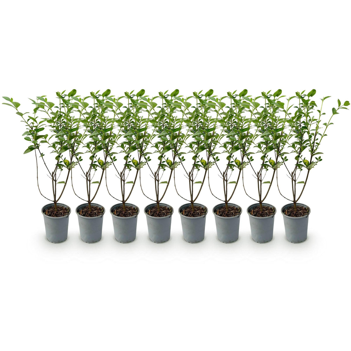 Ligustrum ovalifolium - 8 planten - 1 strekkende meter - Forestbloom