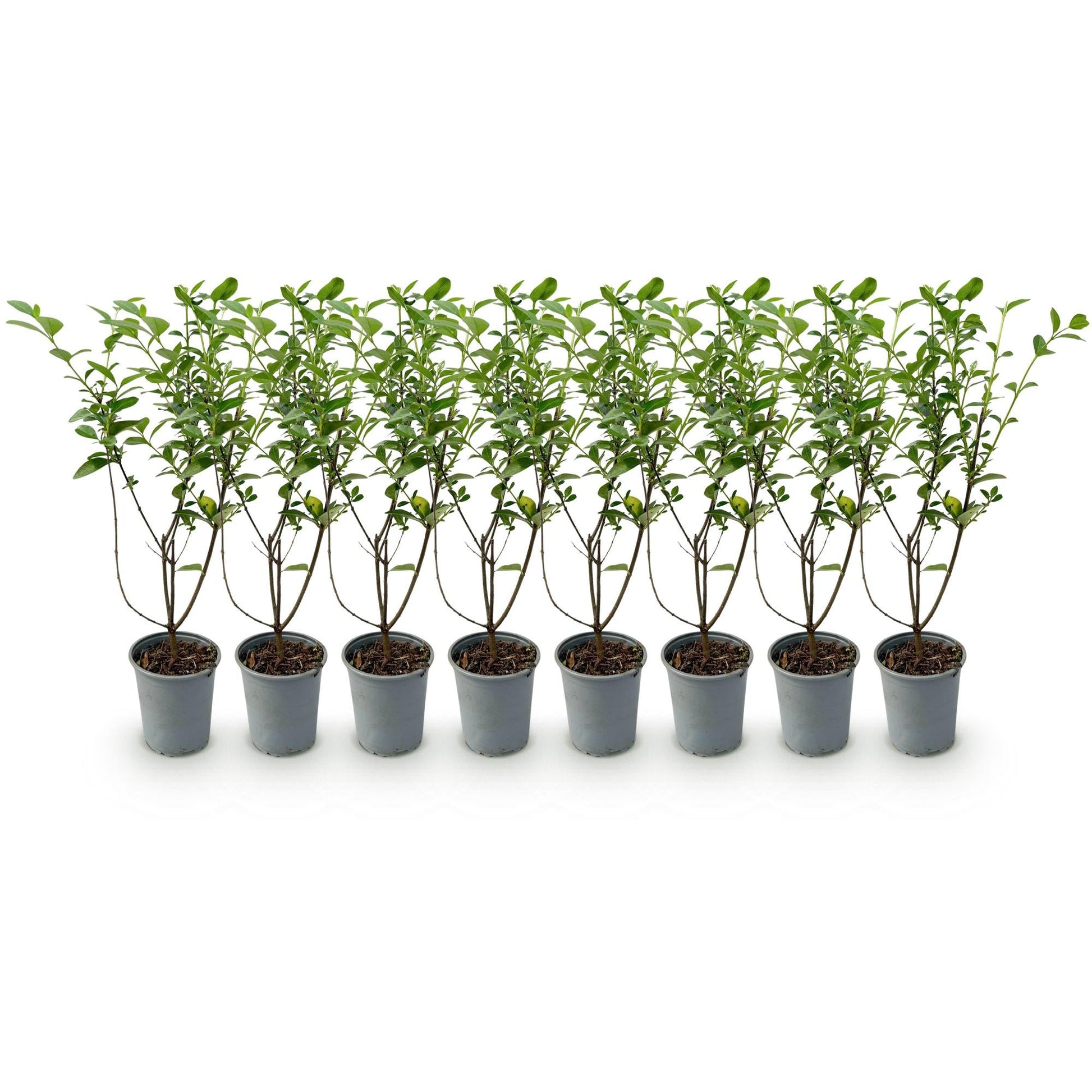 Ligustrum ovalifolium - 8 planten - 1 strekkende meter - Forestbloom