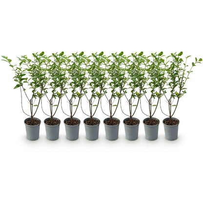 Ligustrum ovalifolium - 8 planten - 1 strekkende meter - Forestbloom