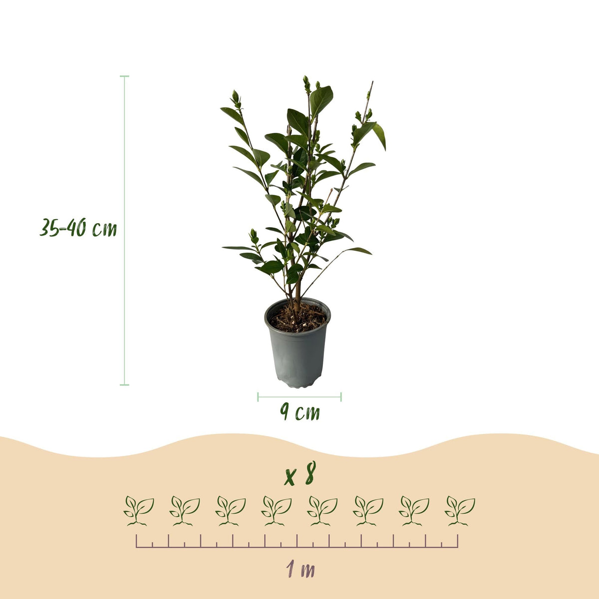 Ligustrum ovalifolium - 8 planten - 1 strekkende meter - Forestbloom