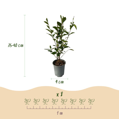 Ligustrum ovalifolium - 8 planten - 1 strekkende meter - Forestbloom