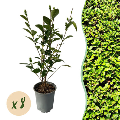 Ligustrum ovalifolium - 8 planten - 1 strekkende meter - Forestbloom