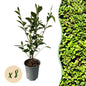 Ligustrum ovalifolium - 8 planten - 1 strekkende meter - Forestbloom