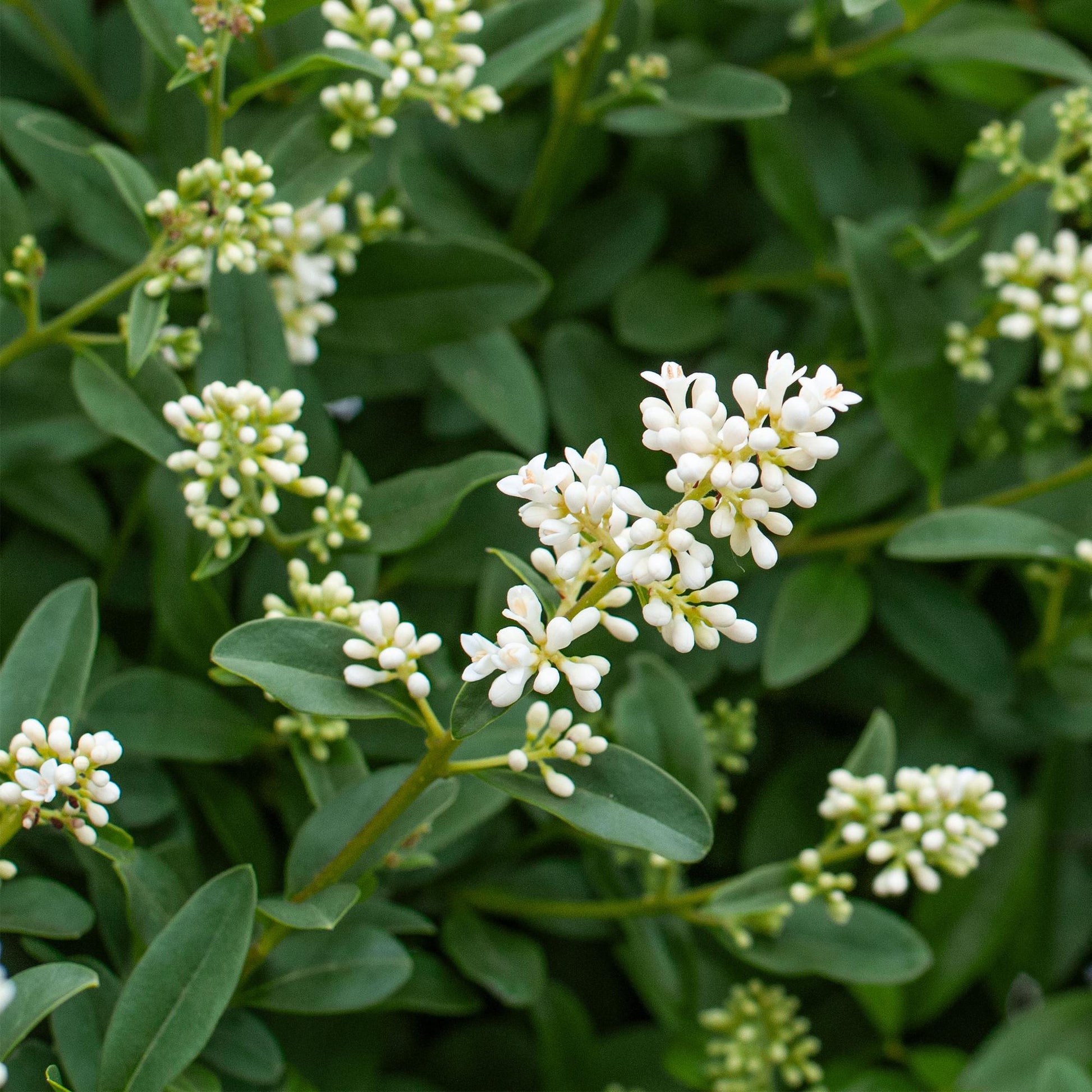 Ligustrum ovalifolium - 8 planten - 1 strekkende meter - Forestbloom