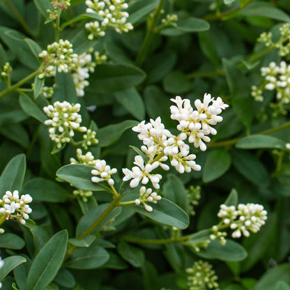 Ligustrum ovalifolium - 8 planten - 1 strekkende meter - Forestbloom