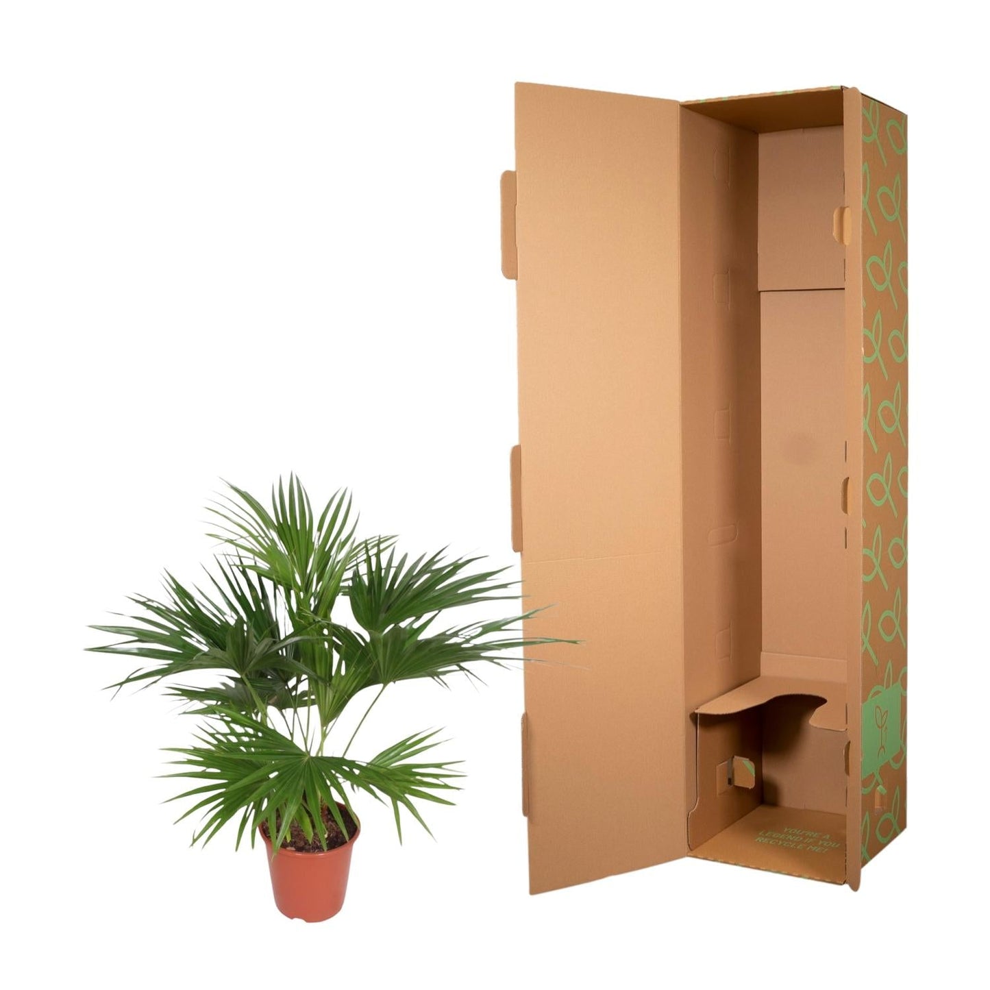 Livistona Chinensis - 150 cm - Forestbloom
