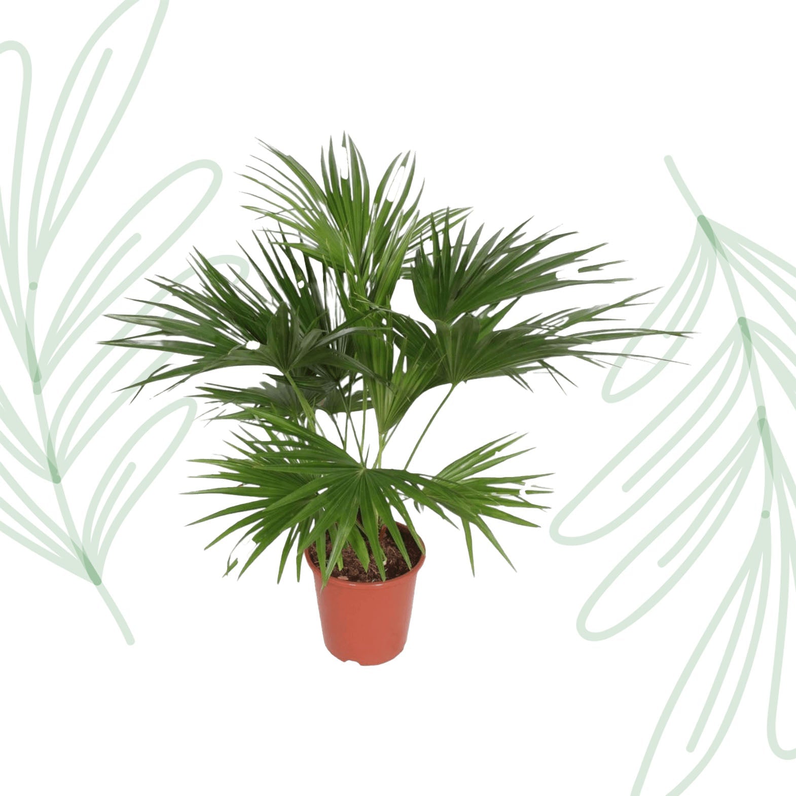 Livistona Chinensis - 150 cm - Forestbloom