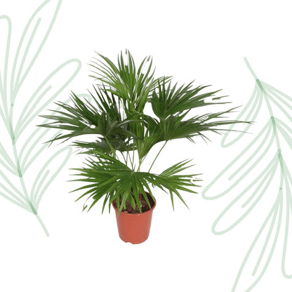 Livistona Chinensis - 150 cm - Forestbloom