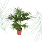 Livistona Chinensis - 150 cm - Forestbloom