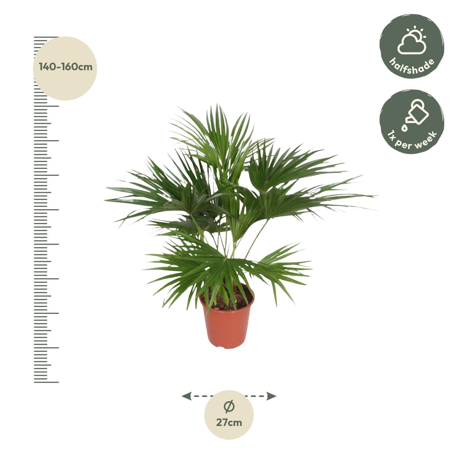 Livistona Chinensis - 150 cm - Forestbloom