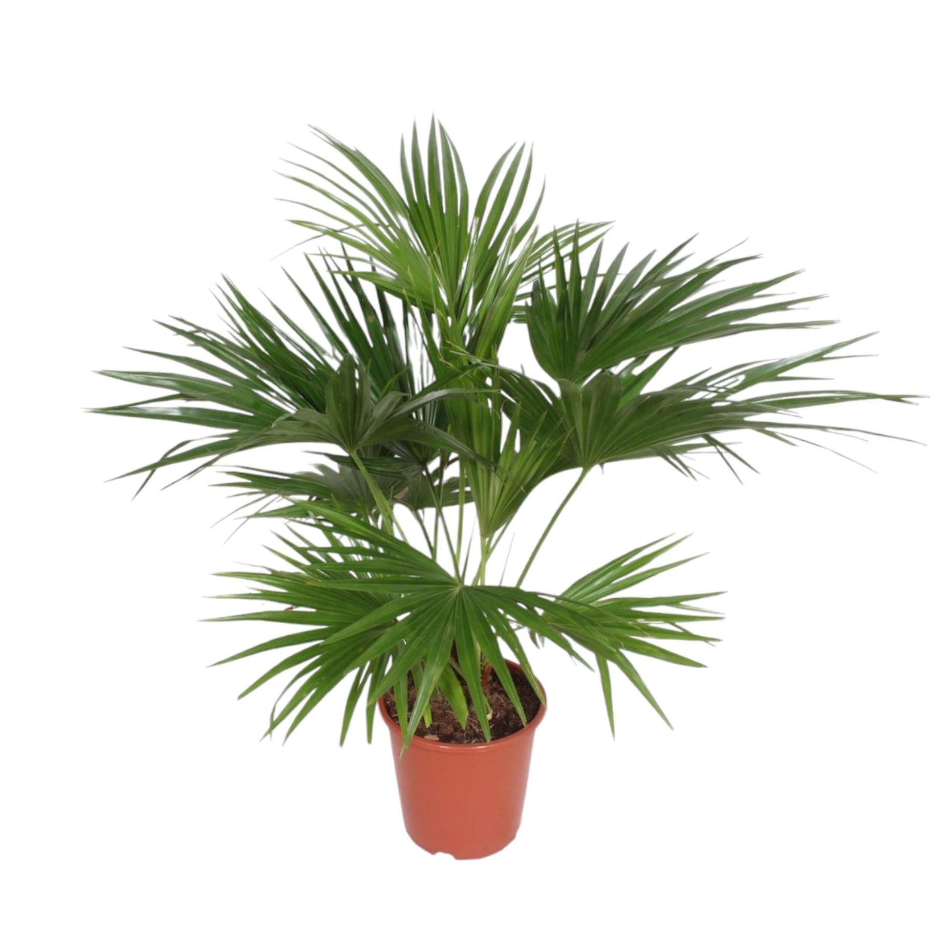 Livistona Chinensis - 150 cm - Forestbloom