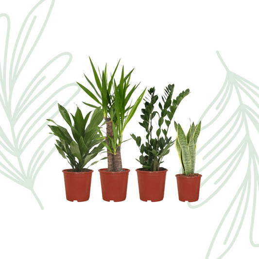 Makkelijke plantenbox set van 4 - Forestbloom
