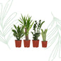 Makkelijke plantenbox set van 4 - Forestbloom
