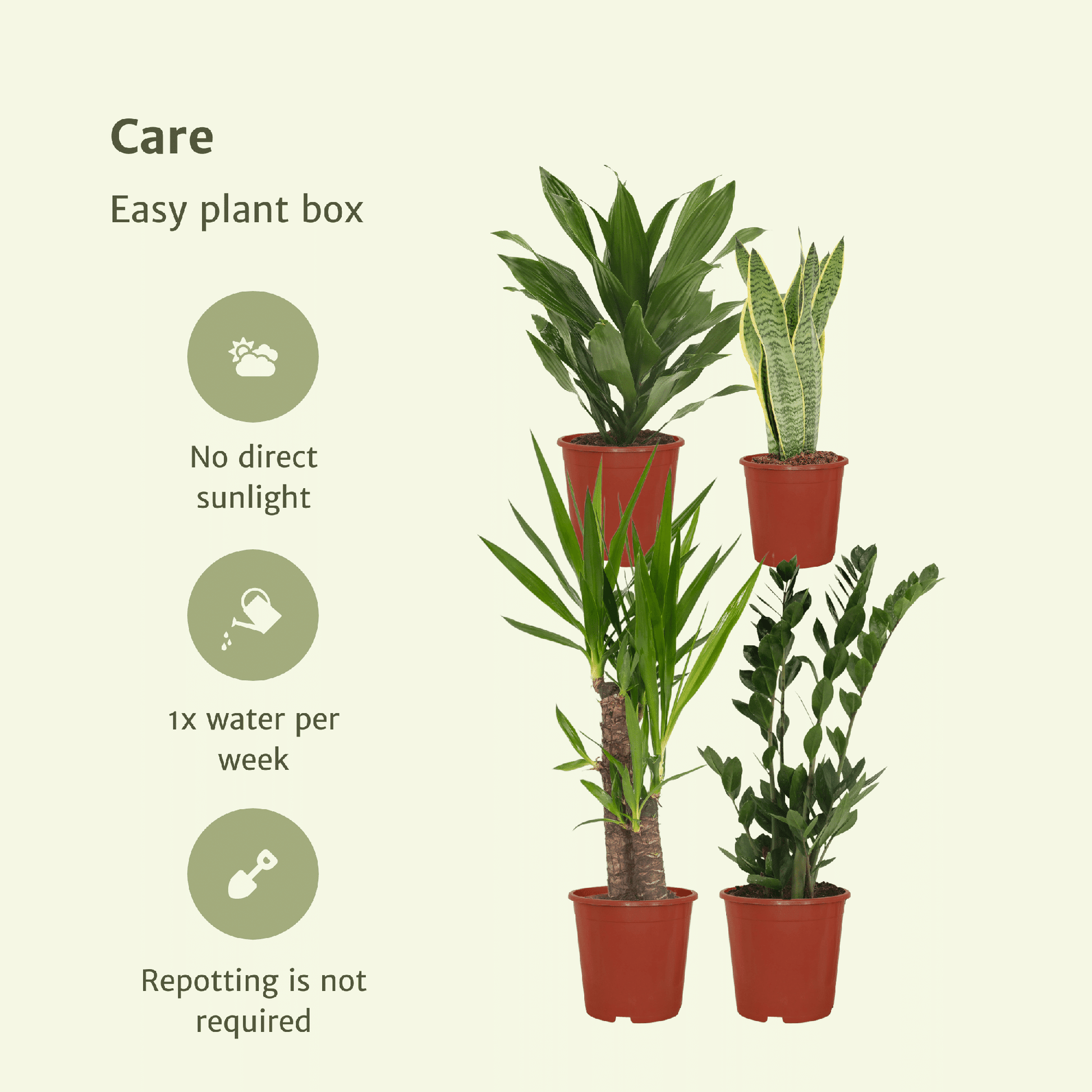 Makkelijke plantenbox set van 4 - Forestbloom