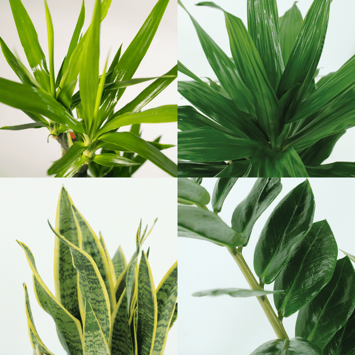 Makkelijke plantenbox set van 4 - Forestbloom