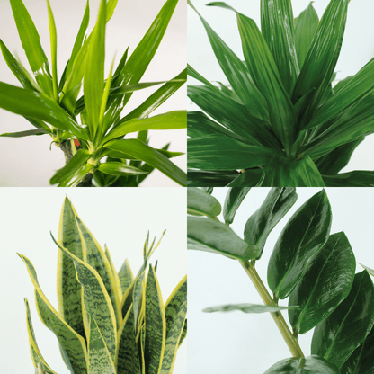 Makkelijke plantenbox set van 4 - Forestbloom