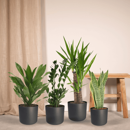 Makkelijke plantenbox set van 4 - Forestbloom