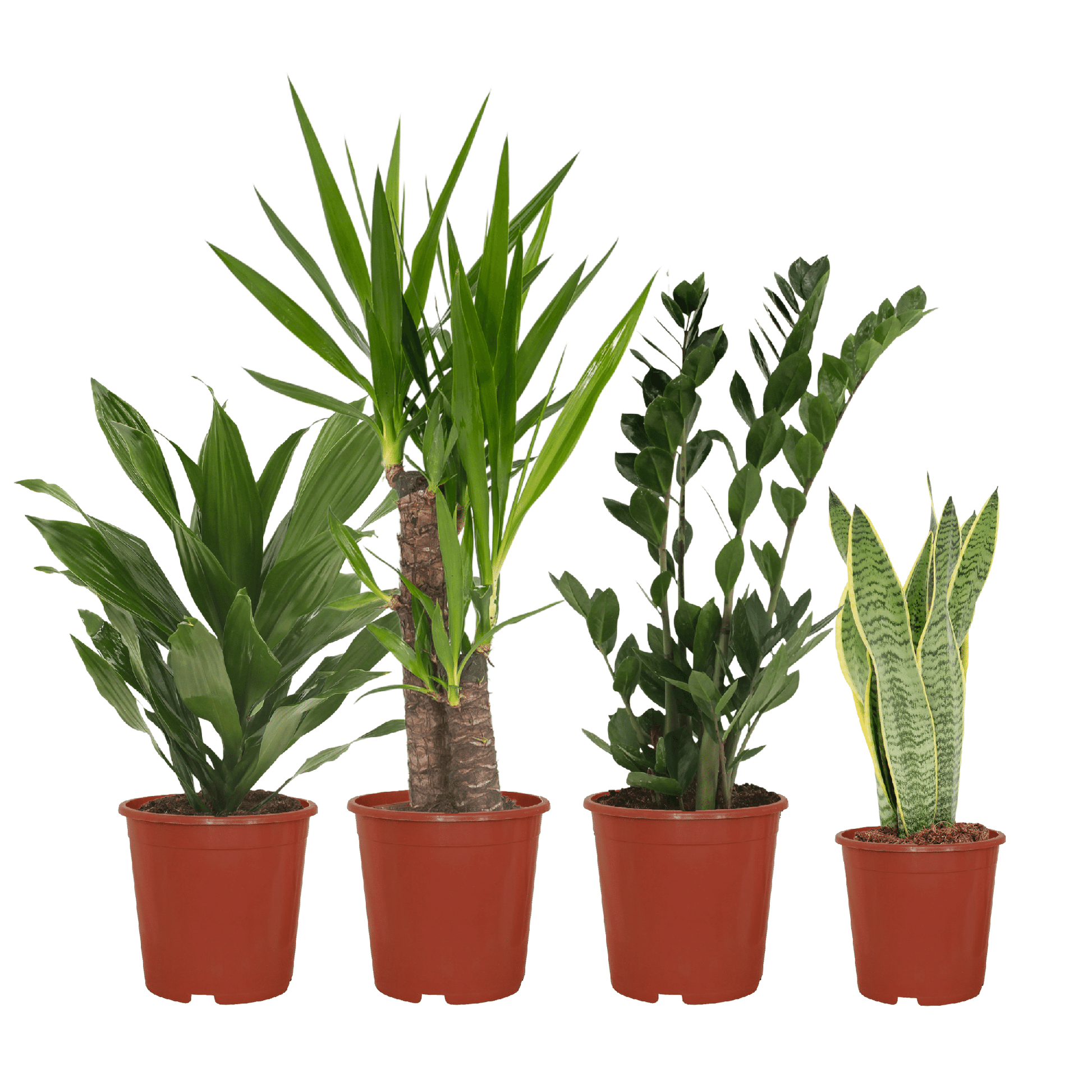 Makkelijke plantenbox set van 4 - Forestbloom