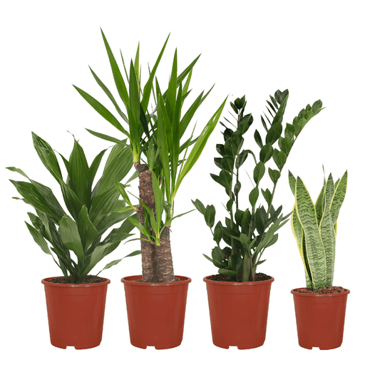 Makkelijke plantenbox set van 4 - Forestbloom