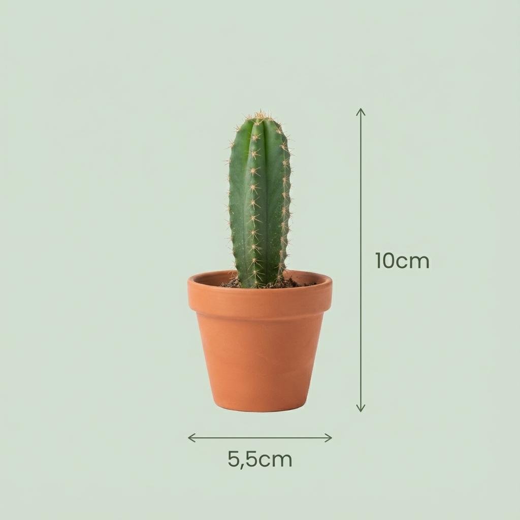 Mini Cactus Set van 12 - Forestbloom