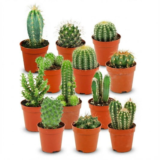 Mini Cactus Set van 12 - Forestbloom