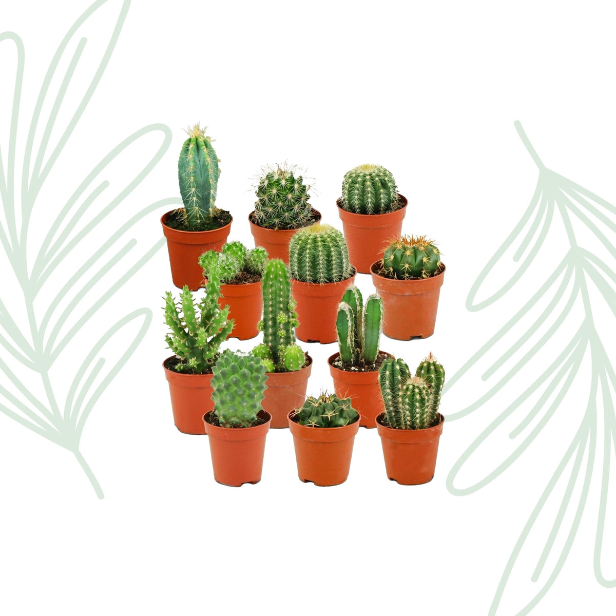 Mini Cactus Set van 12 - Forestbloom