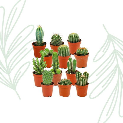 Mini Cactus Set van 12 - Forestbloom