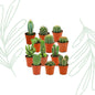 Mini Cactus Set van 12 - Forestbloom