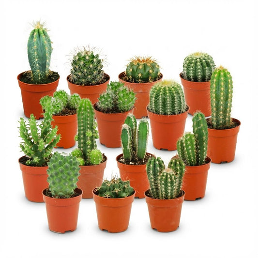 Mini Cactus Set van 15 - Forestbloom