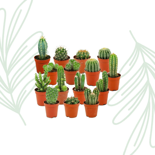 Mini Cactus Set van 15 - Forestbloom