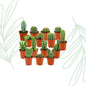 Mini Cactus Set van 15 - Forestbloom