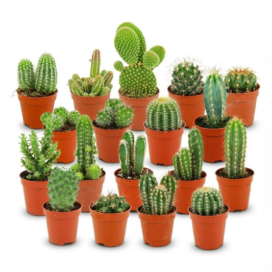 Mini Cactus Set van 18 - Forestbloom