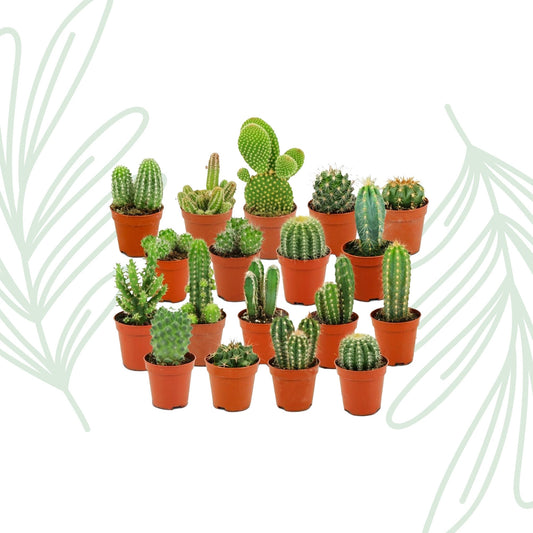 Mini Cactus Set van 18 - Forestbloom