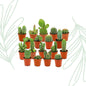 Mini Cactus Set van 18 - Forestbloom