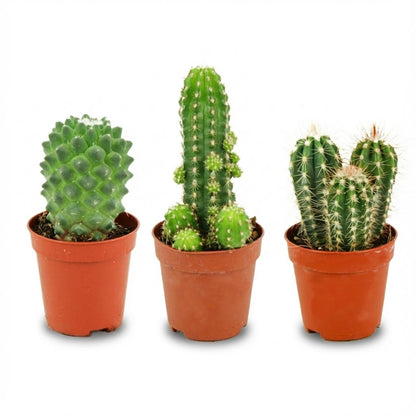 Mini Cactus Set van 3 - Forestbloom