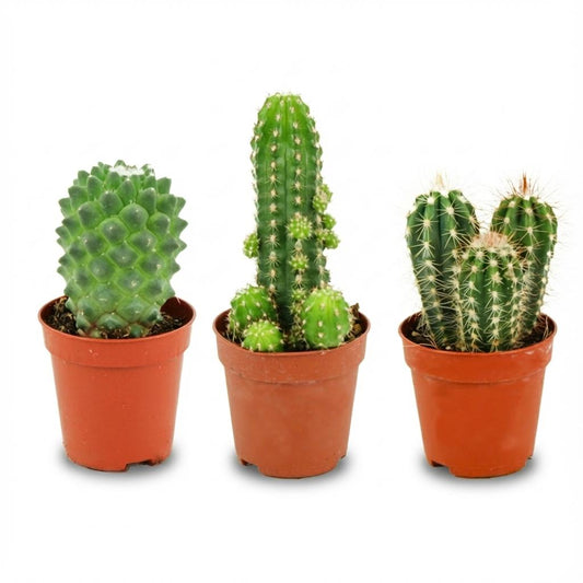 Mini Cactus Set van 3 - Forestbloom