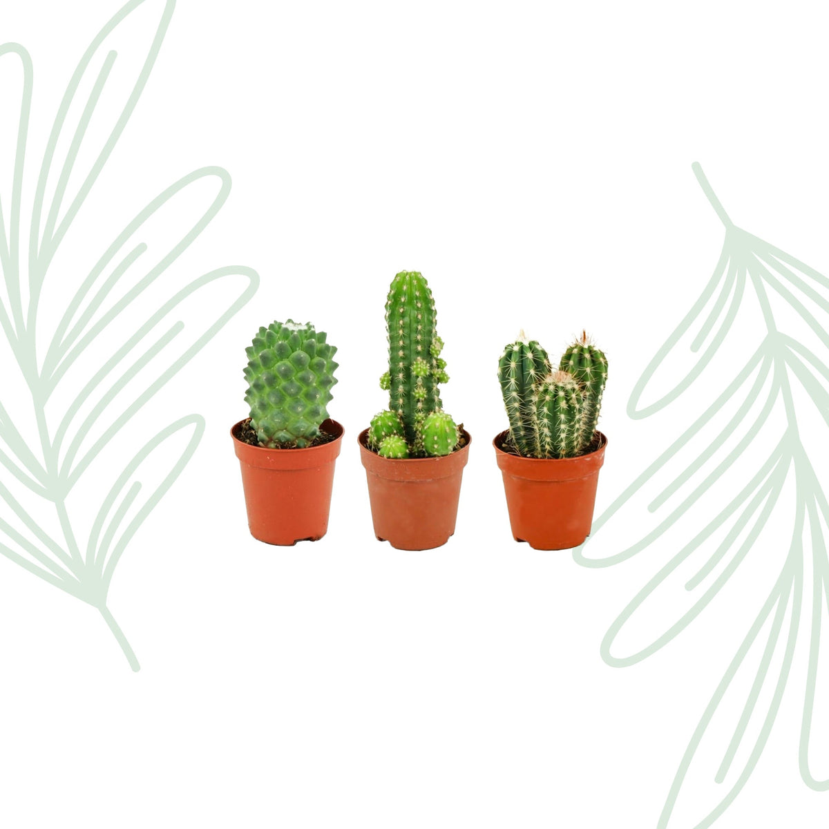 Mini Cactus Set van 3 - Forestbloom