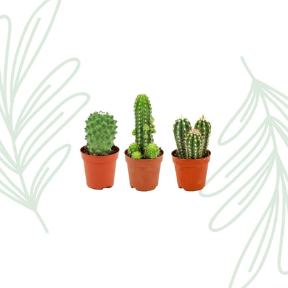 Mini Cactus Set van 3 - Forestbloom