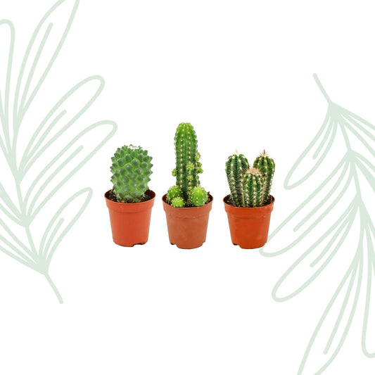 Mini Cactus Set van 3 - Forestbloom