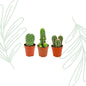 Mini Cactus Set van 3 - Forestbloom