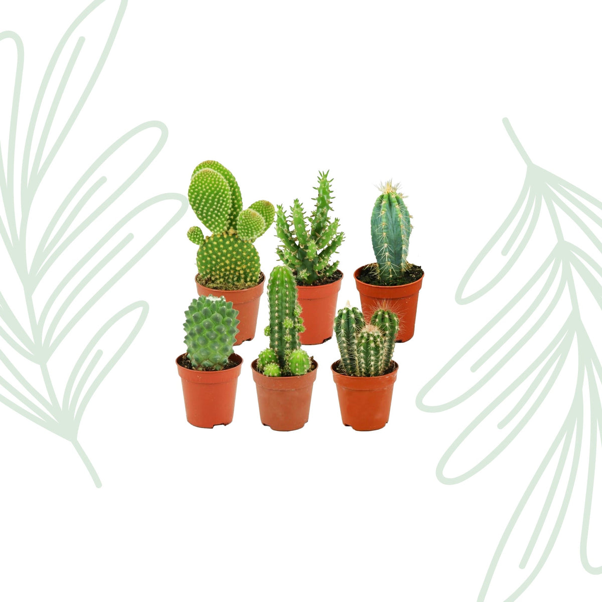 Mini Cactus Set van 6 - Forestbloom