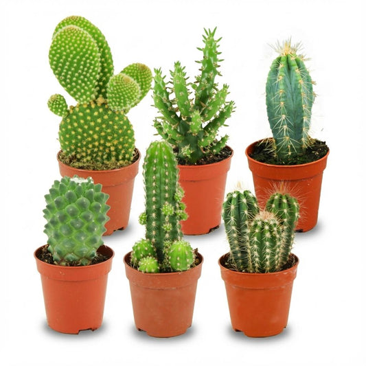 Mini Cactus Set van 6 - Forestbloom